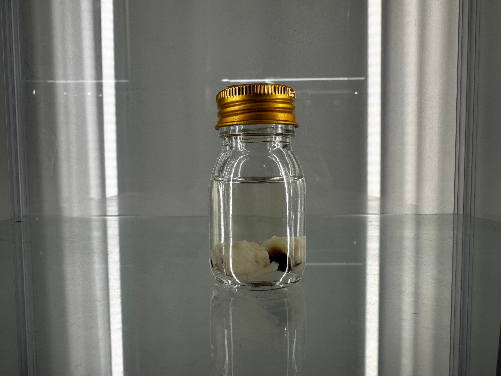 wet specimen - octo beaks in a jar