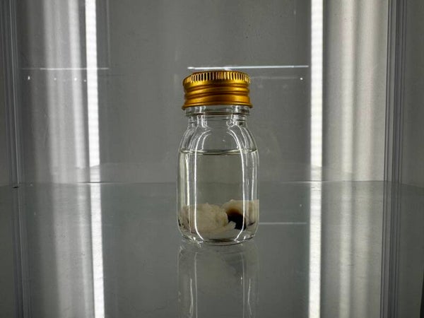 wet specimen - octo beaks in a jar