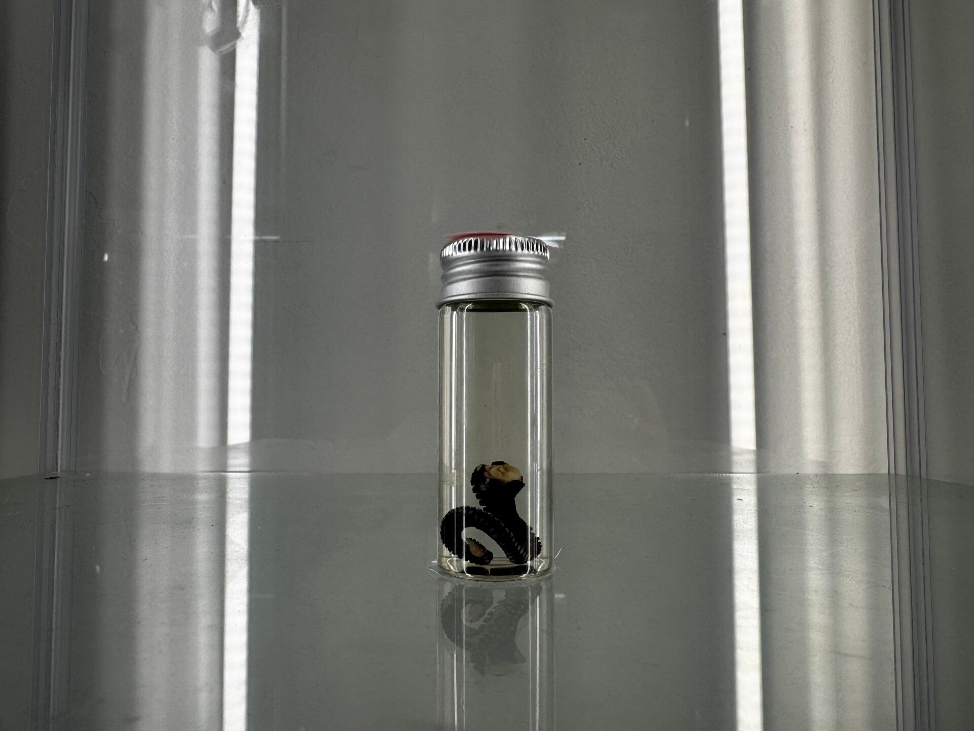 wet specimen - octo tentacle black