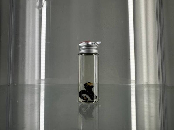 wet specimen - octo tentacle black