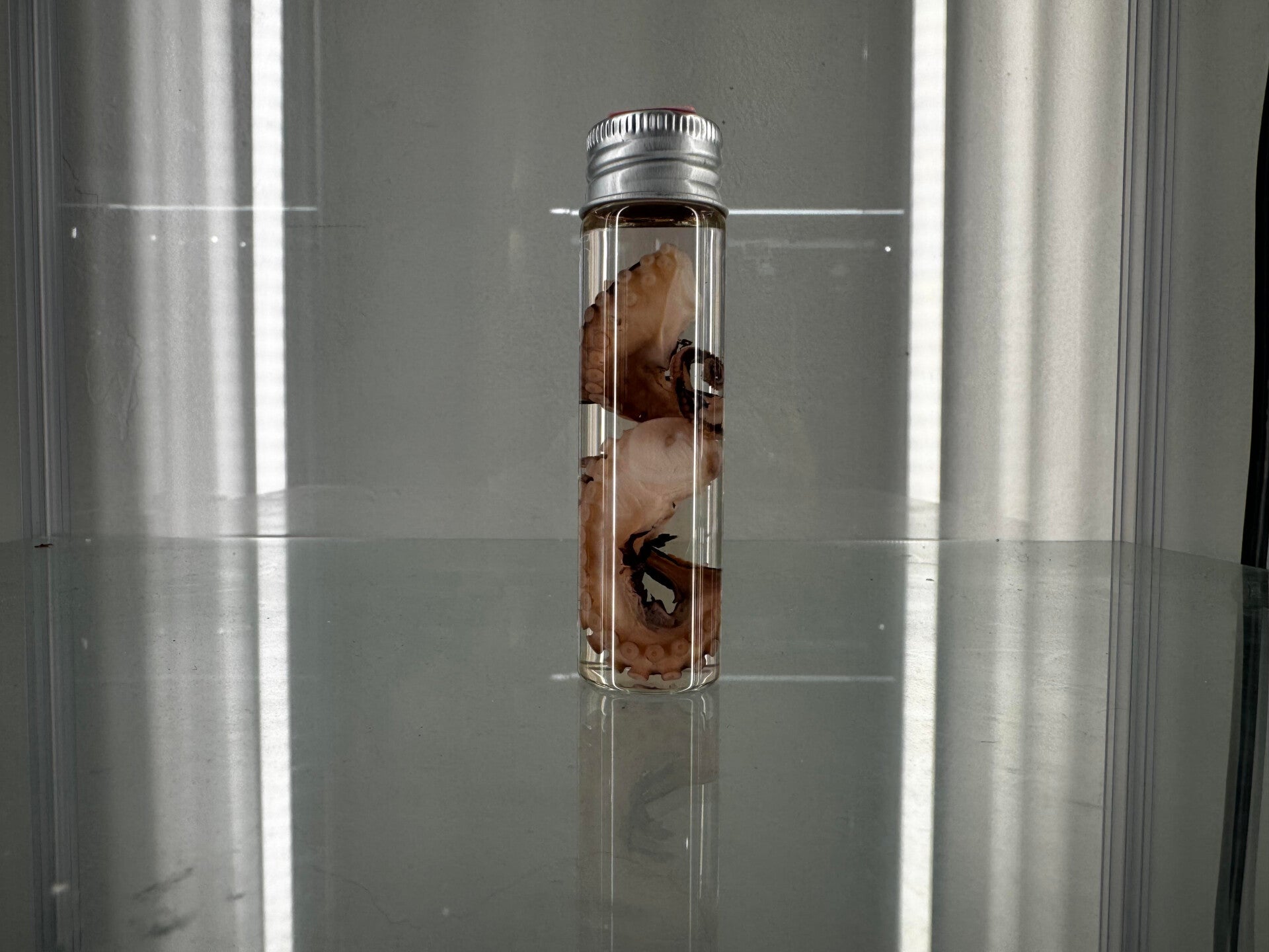 wet specimen - octo tentacle x2 in jar