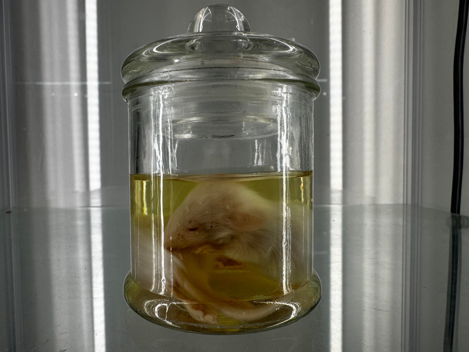 Wet Specimen Fauna pair of rats in a jar