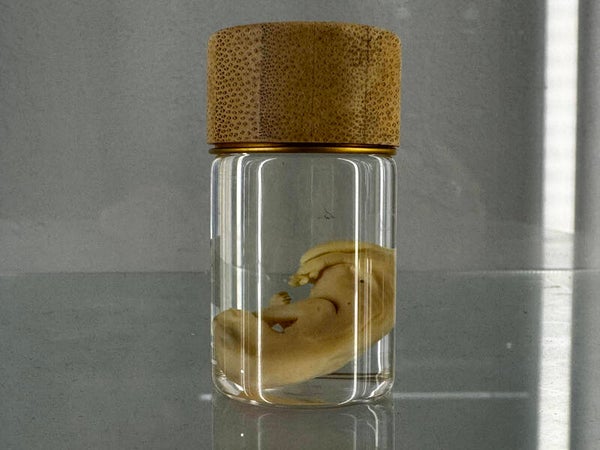 Wet Specimen Fauna - pinky possum