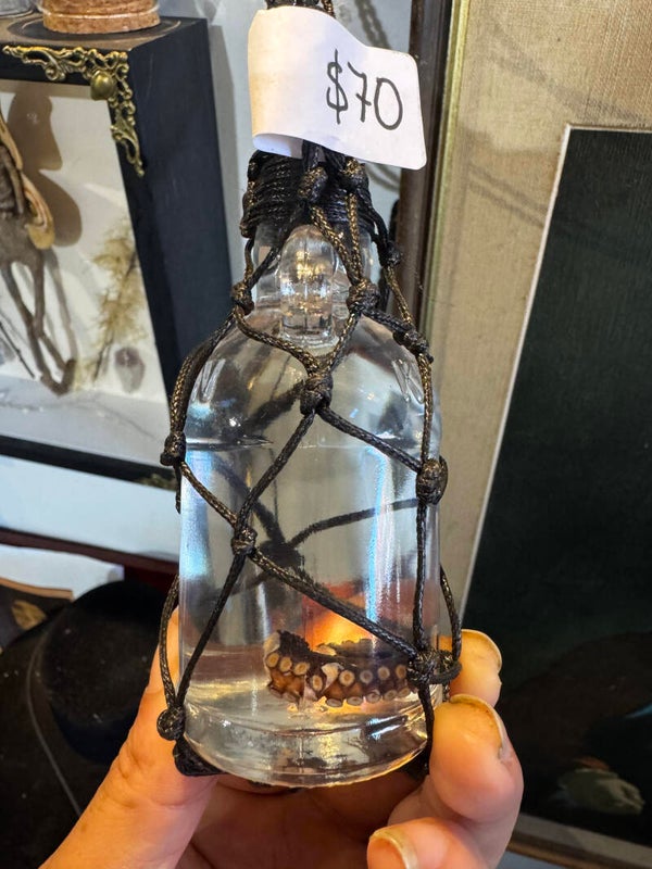 Preserved octo tentacle in net pendant