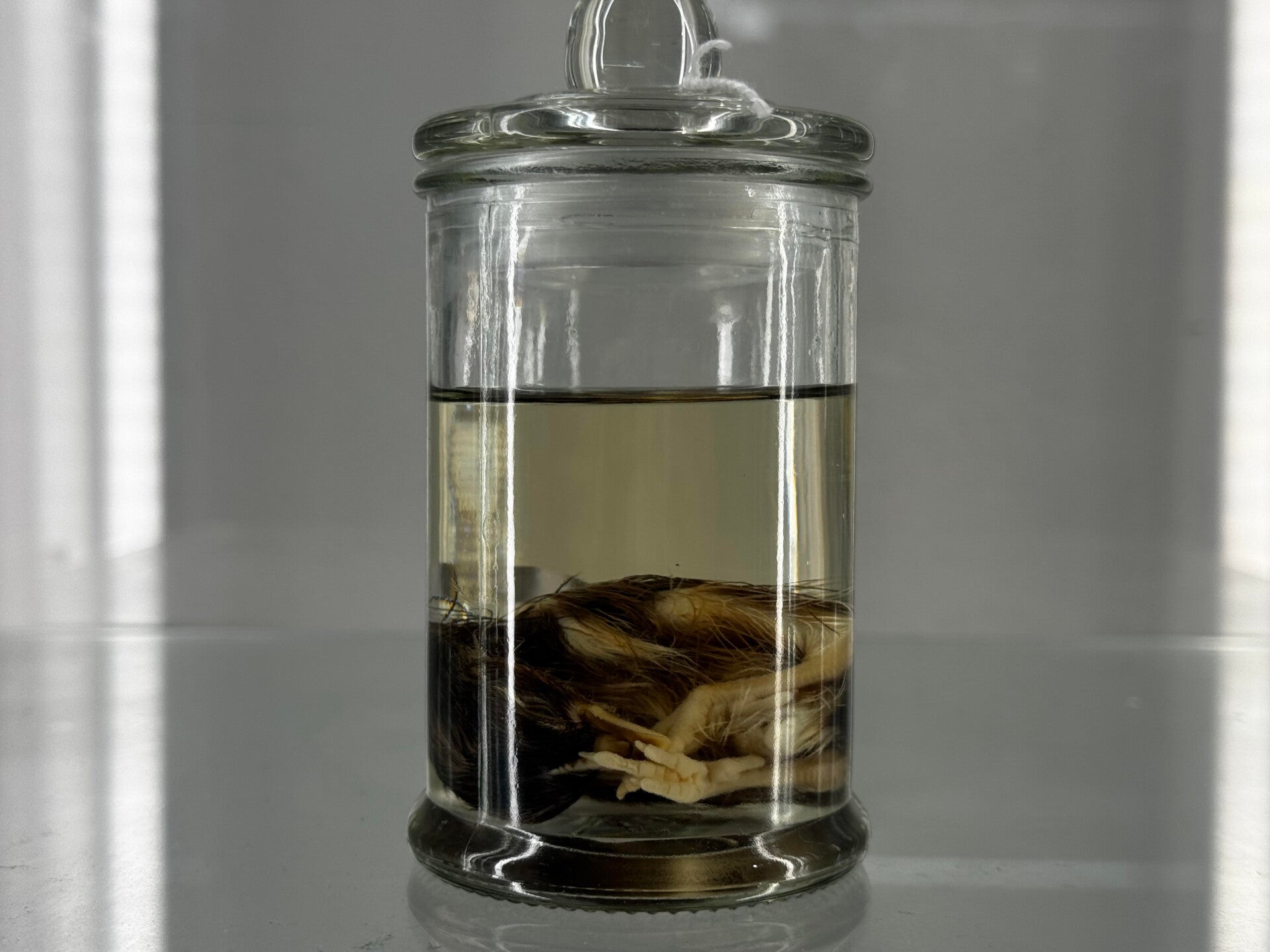 Wet Specimen Fauna  - chicks in a jar