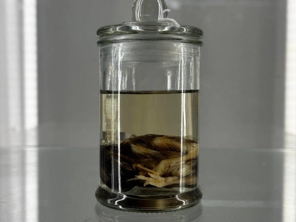 Wet Specimen Fauna  - chicks in a jar