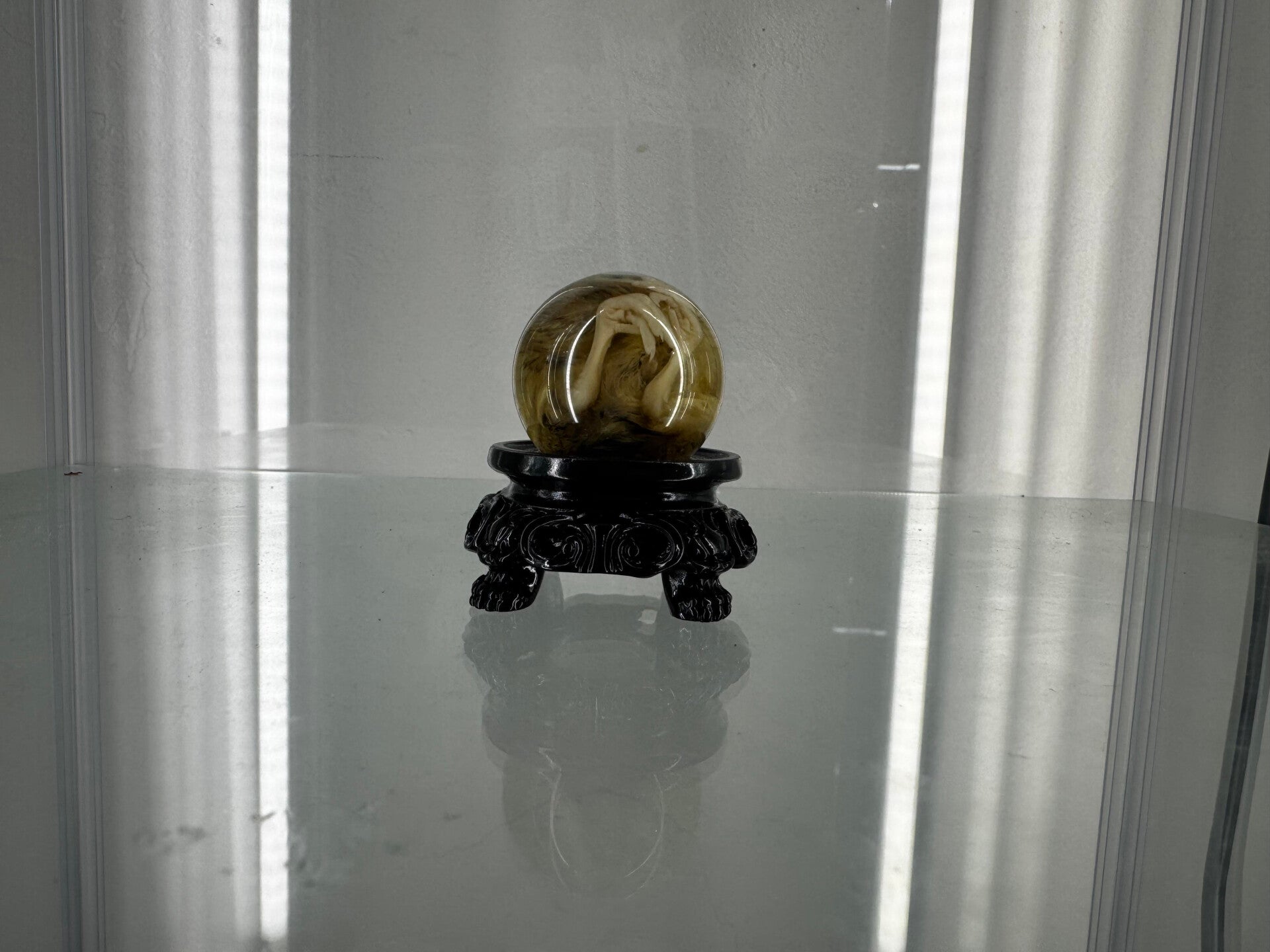 wet specimen - quail in sphere