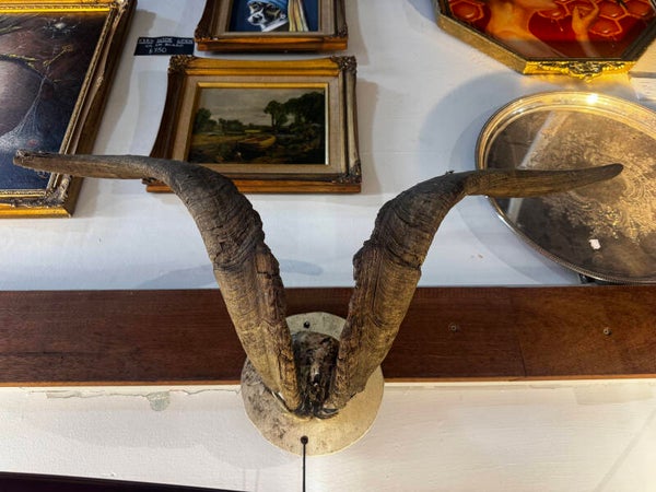 Rams horns $120 on mount