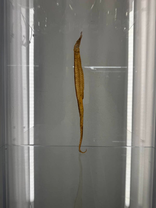 seahorse specimen