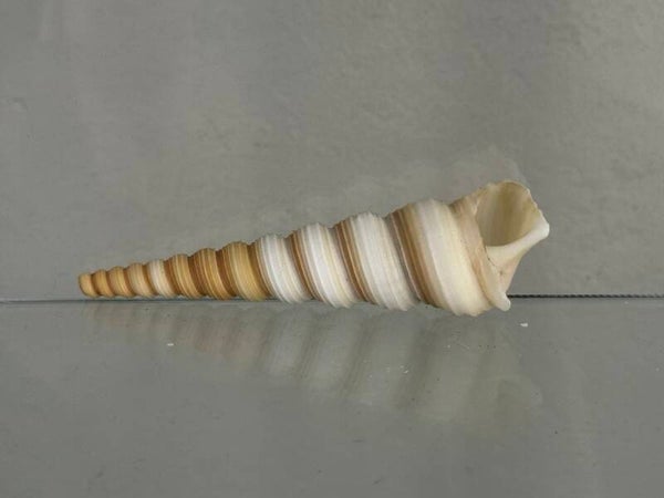 harpoon sea snail shell small