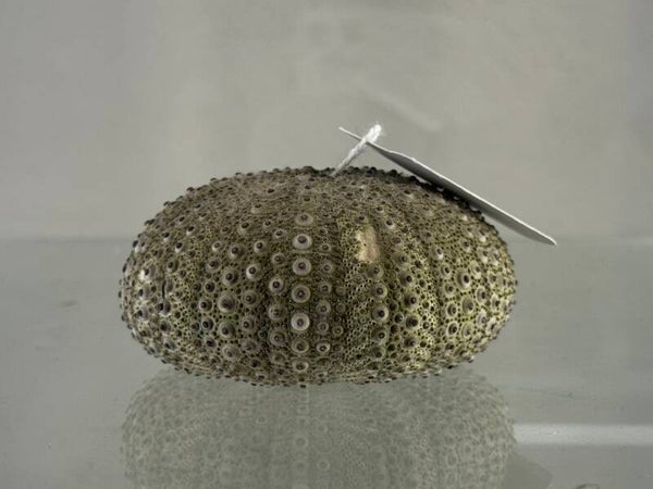 sea urchin shell large