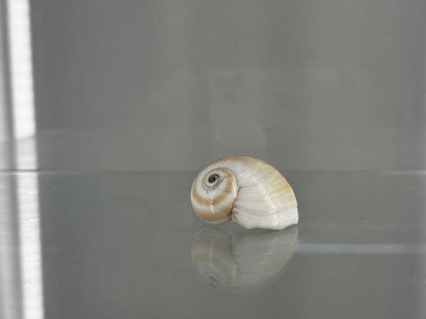 shark eye moon shell