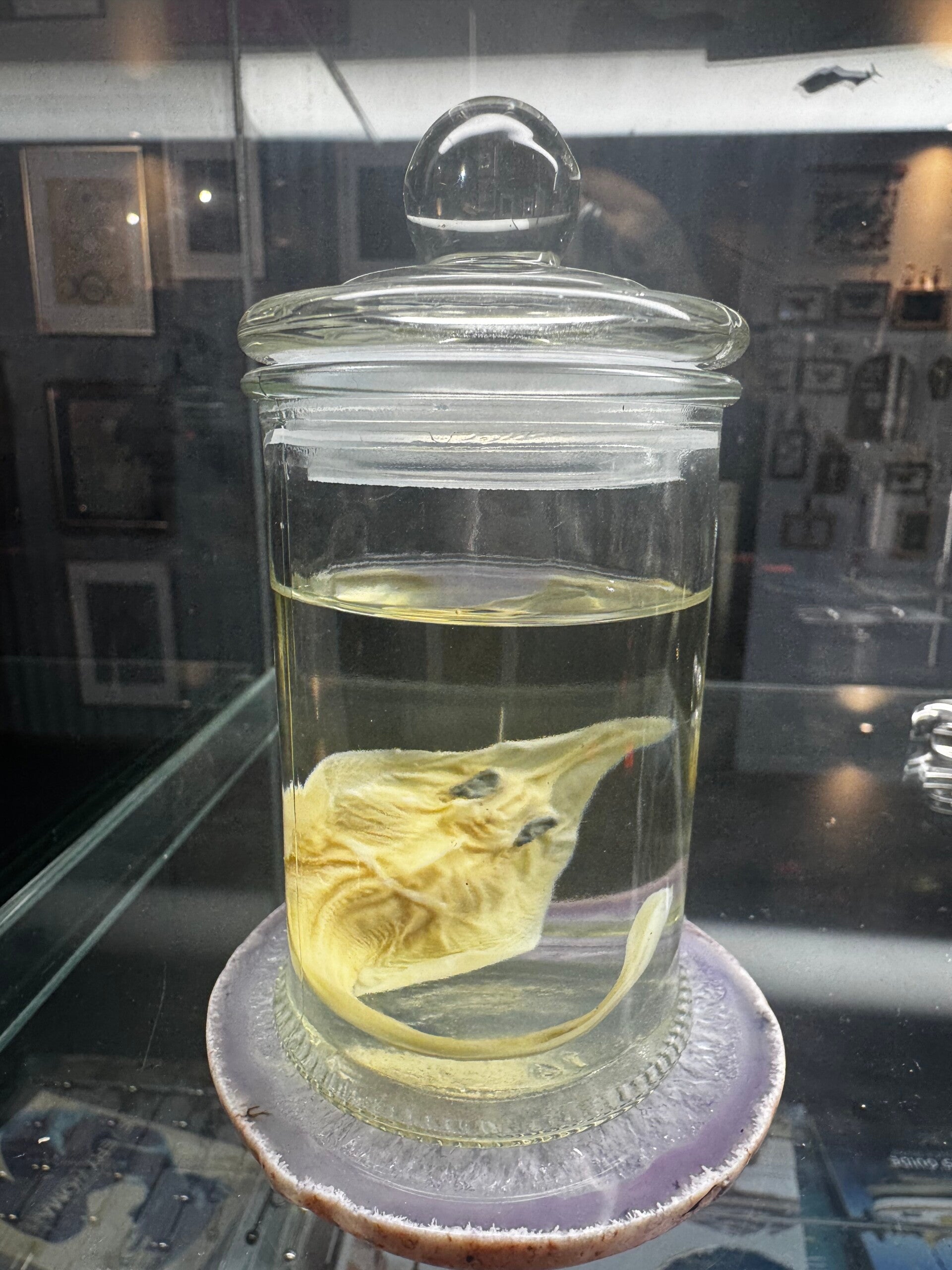 wet specimen - shovel nose shark pup