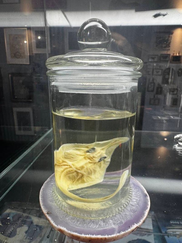 wet specimen - shovel nose shark pup