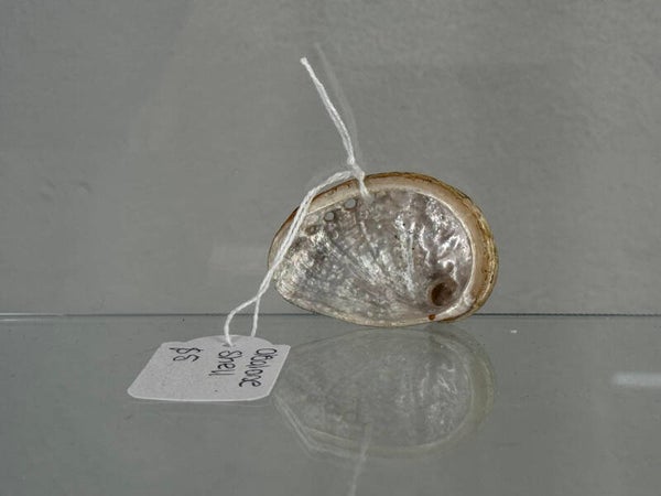 small abalone shell