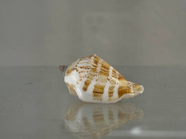 small conch shell
