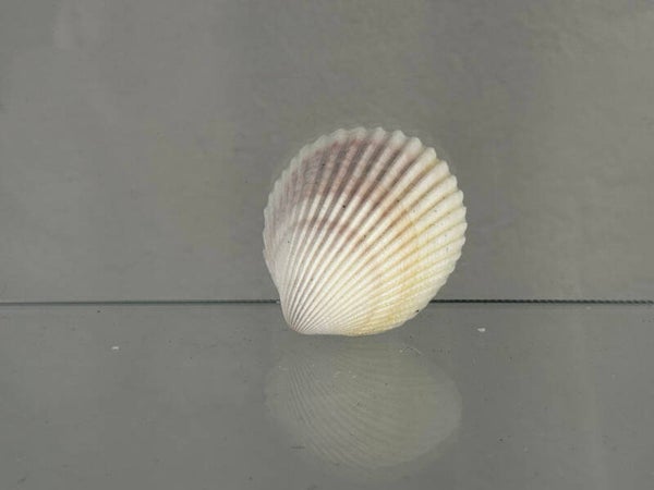 scallop shell small