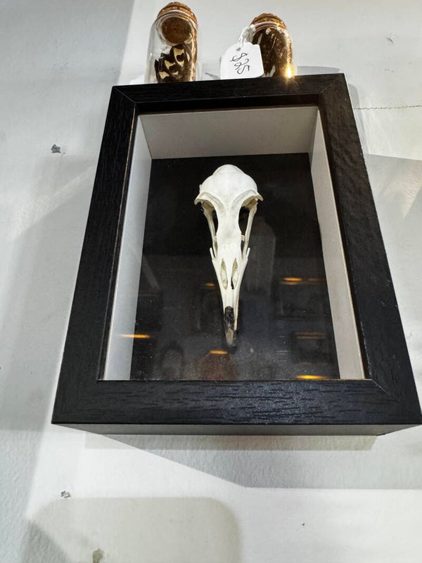 Sooty gull skull