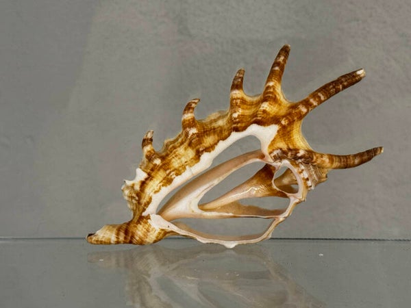 spider conch slice