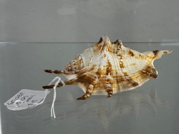 spider conch