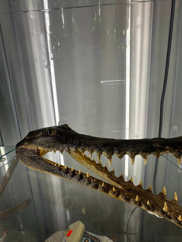 Taxidermy freshwater croc