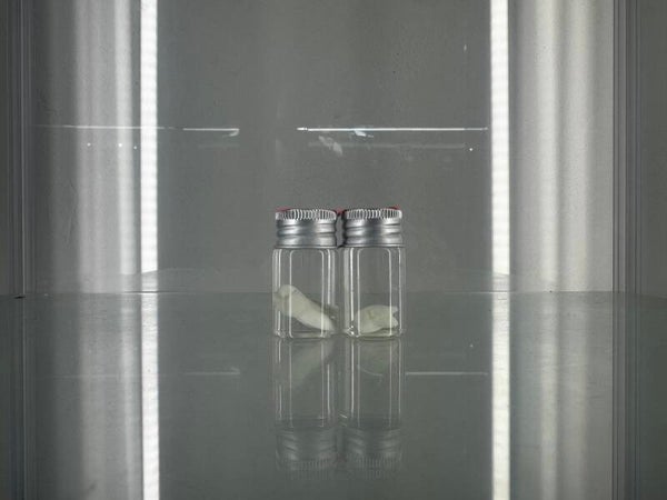 wet specimen - teeth in a jar