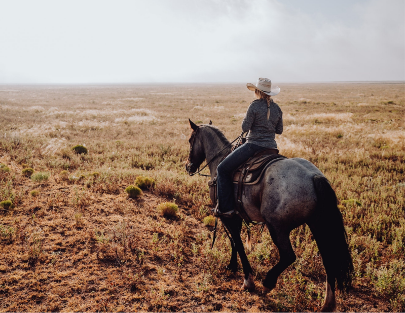 Pferd und Mensch im Gelände. Als Pferdetrainer wird man von vielen Pferden auf seinem Weg begleitet