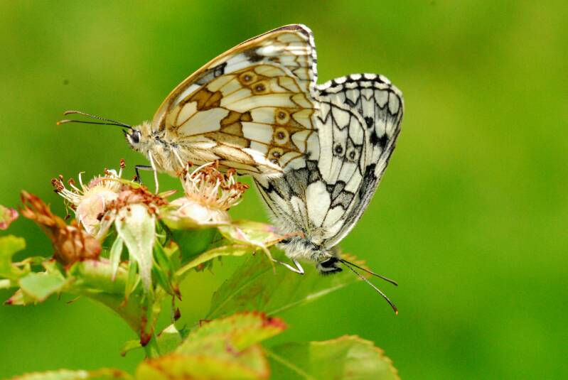 Marbled Whites mating