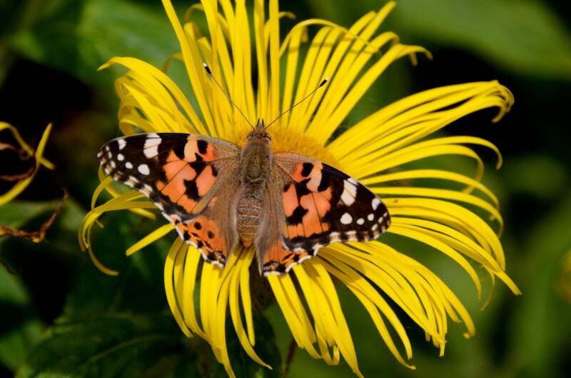 Painted Lady Butterfly