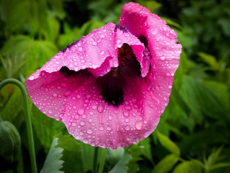 Poppy in the Rain