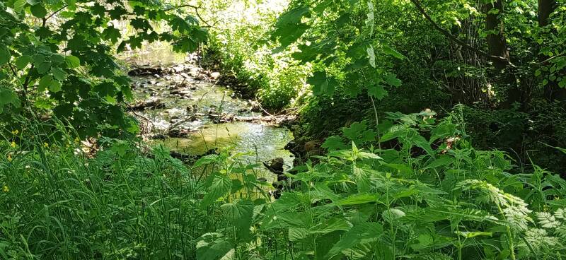 die Welse im Naturschutzgebiet Breitenbacher Mühle