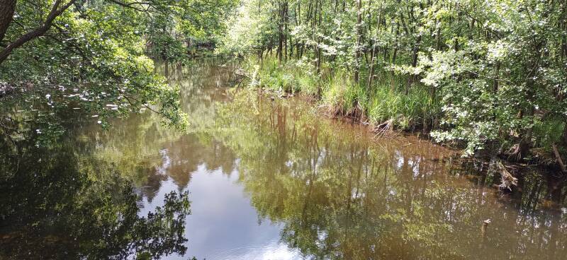Fluss Welse