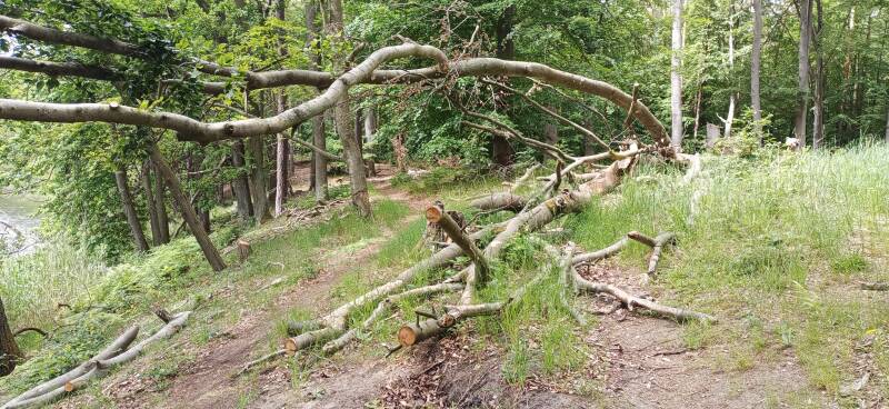 umgestürzte Baum auf dem Wanderweg