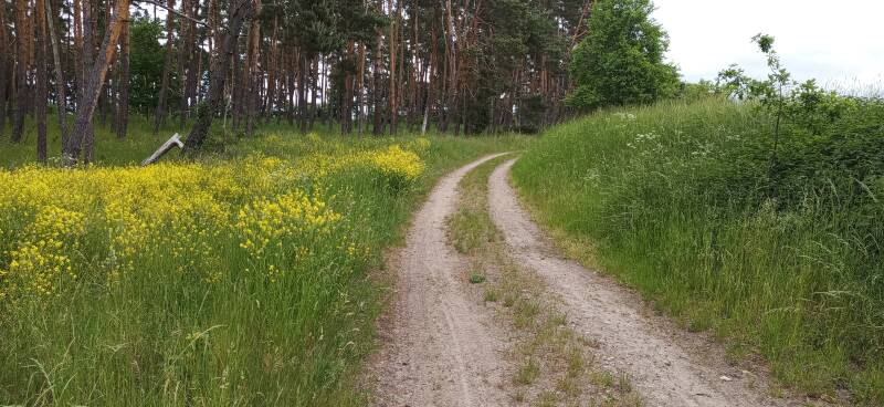 natürlicher Wanderweg am Feld, im Hintergrund Wald