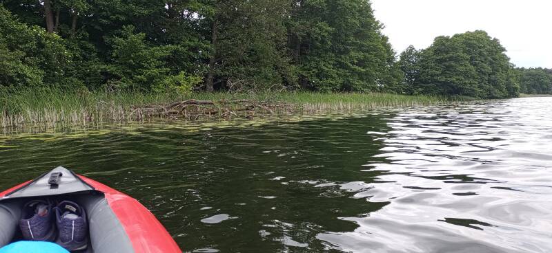 andere Perspektive. umgestürzter Baum vom Wasser aus