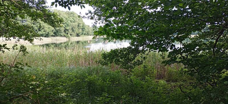 Ufer Peetzigsee