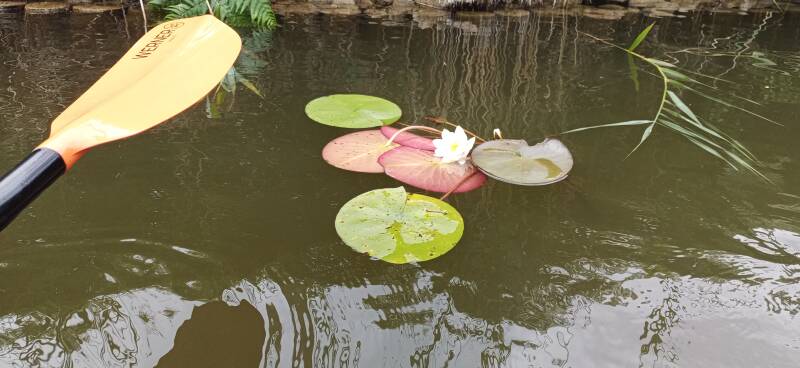 weiße Seerose