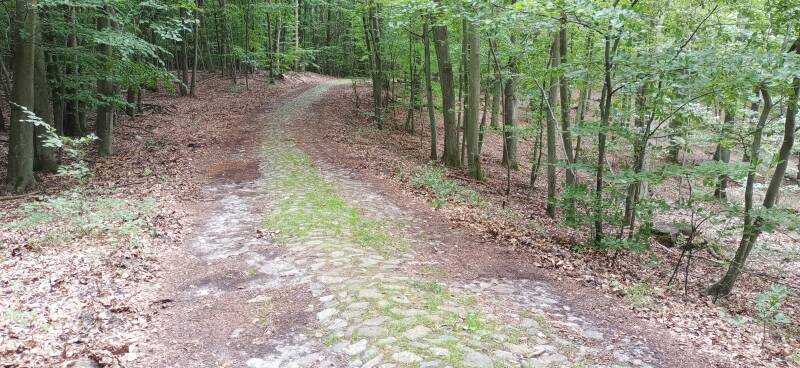 Kopfsteinpflasterstraße mitten durch den wald