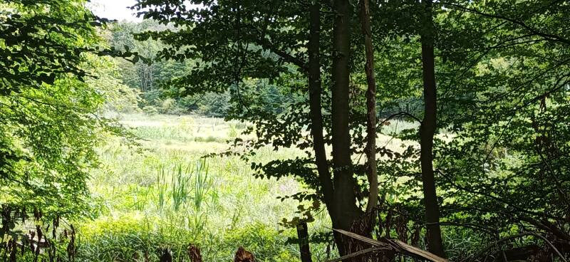 Lichtung im sonst dichten Wald