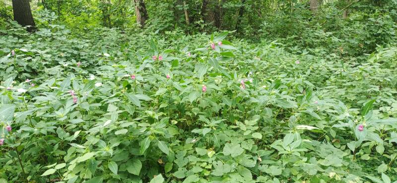 blühende Sträucher im Wald (indisches Springkraut)