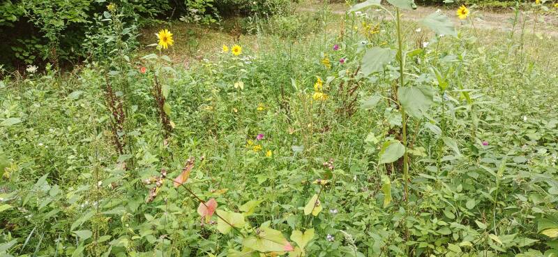mitten im Wald: Wildblumenwiese