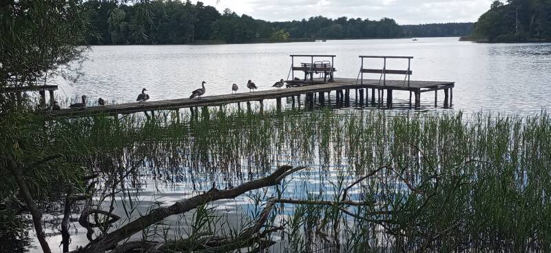 Graugänse auf Steg am Großen Lychensee