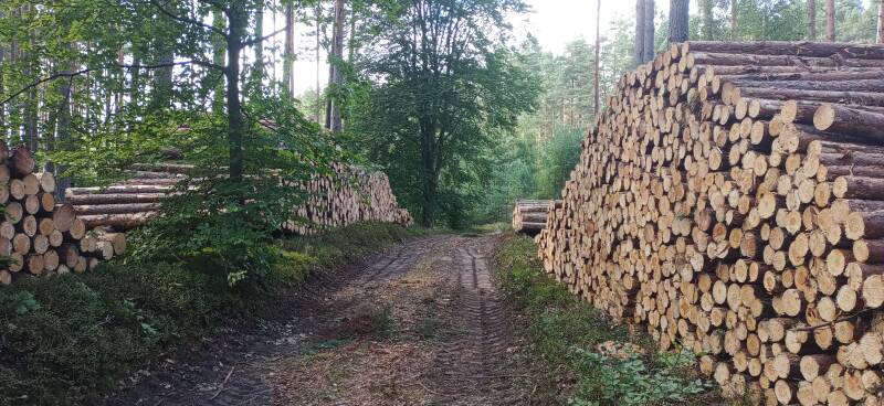 Stapel von frisch geschlagenem Holz