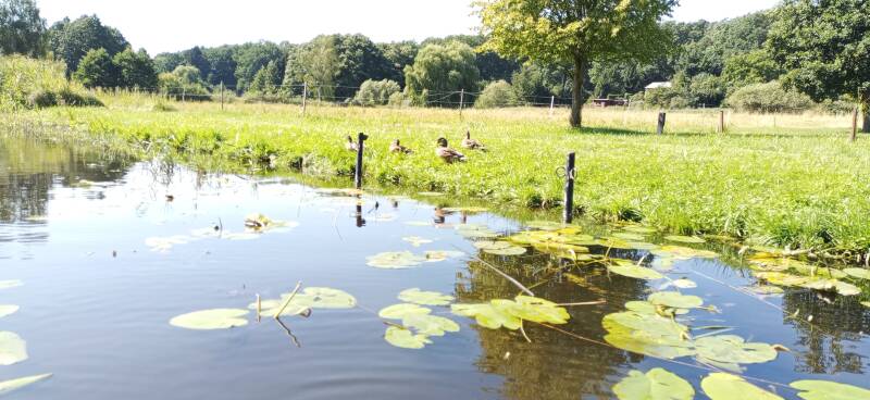 Enten bei einer Rast