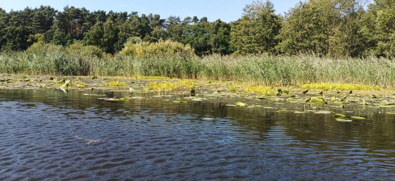 Wasserpflanzen