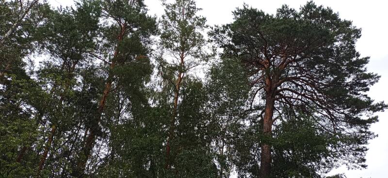 mächtige Fichten