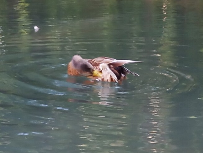 Ente bei der Morgentoilette
