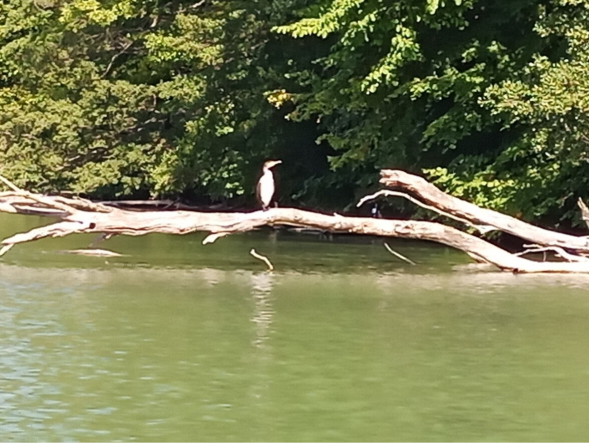 Kormoran auf im Wasser liegenden Baum