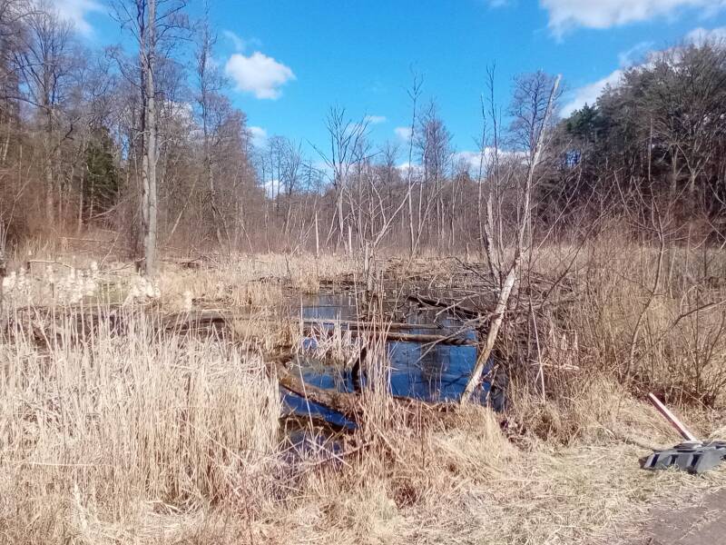 Moor im Naturschutzgebiet