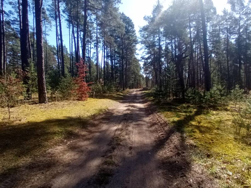 Waldweg für Radfahrer